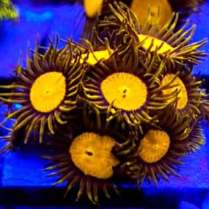 Zoanthus King Midas