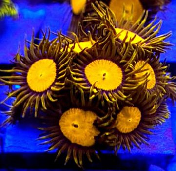 Zoanthus King Midas
