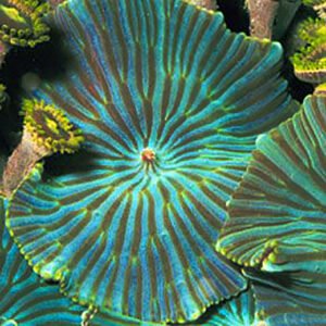 Mushroon Green Striped