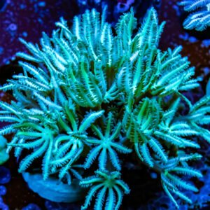 Organ Pipe Green