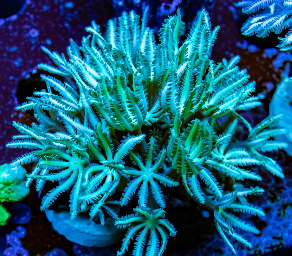 Organ Pipe Green