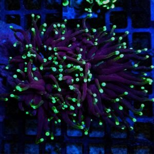 Torch Purple Green Tips