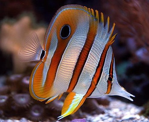 Peixe Borboleta Cooperband