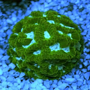 Platygira Blue