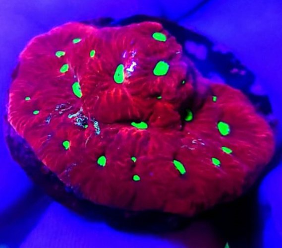 Favia War Red