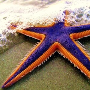 ESTRELAS DO MAR e OFIURUS