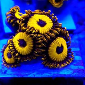 Zoanthus Yellow Jacket