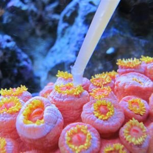 ALIMENTO PARA CORAIS