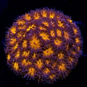 Lepastrea Orange