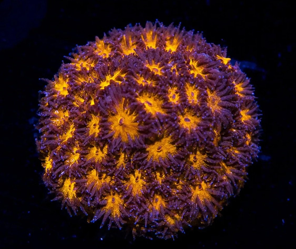Lepastrea Orange
