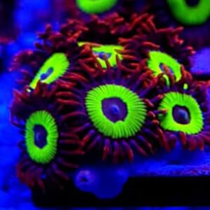 Zoanthus Emerald on Fire