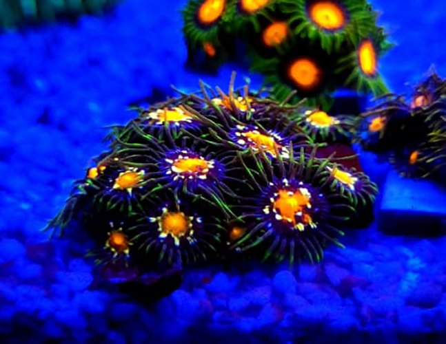 Zoanthus Stargazer - Imagem 2