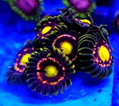 Zoanthus Turmalina