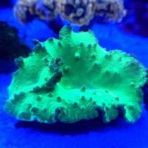Leather Lettuce Kryptonita