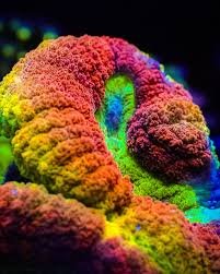 LOBOPHYLLIA