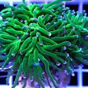 Torch Green Pink Tips