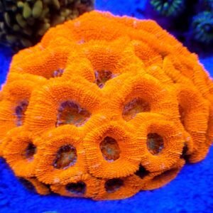 Colonia de Acanthastrea