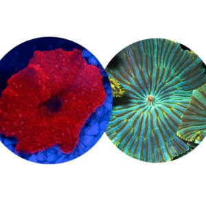 Combo de Mush Green Striped e Red