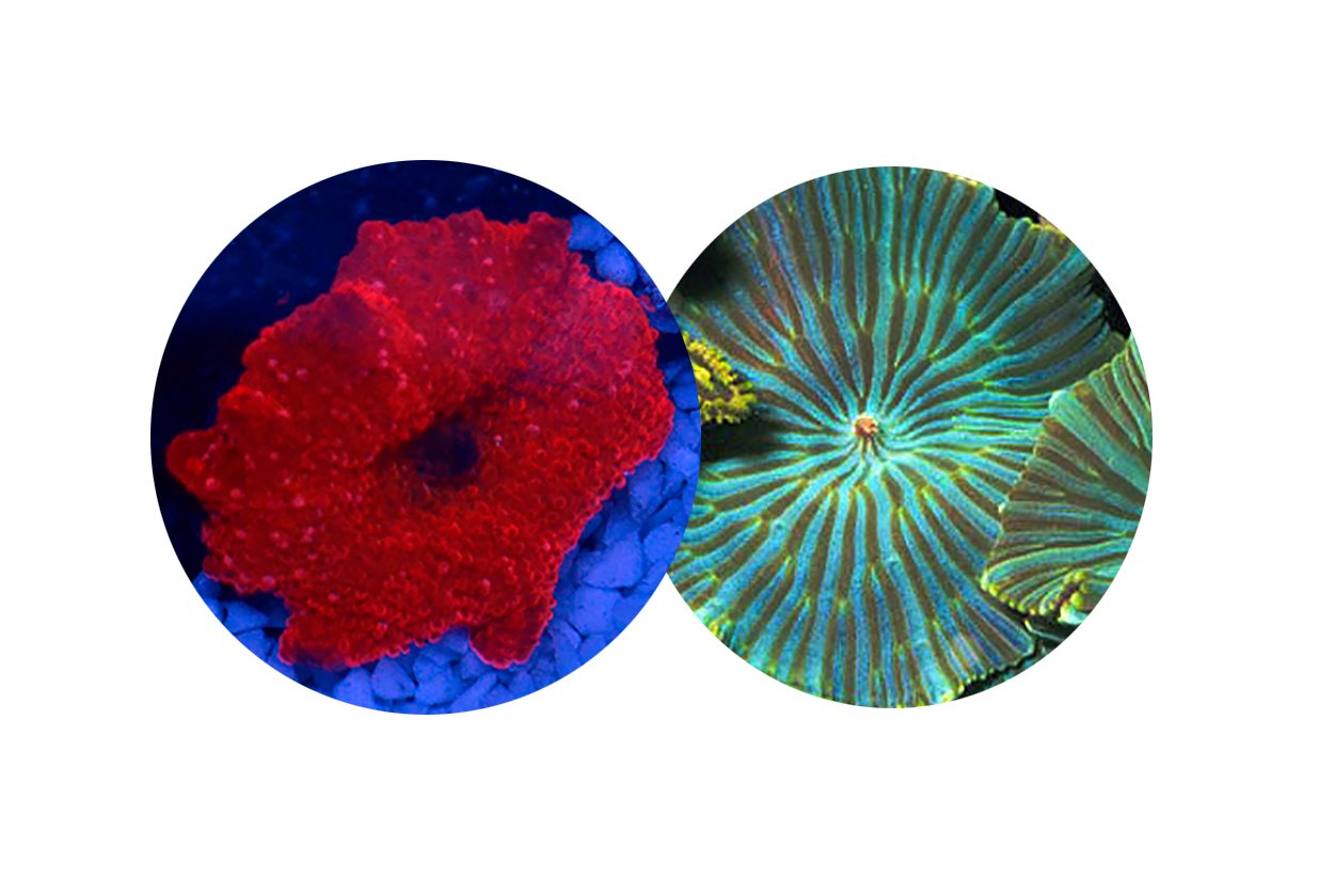 Combo de Mush Green Striped e Red