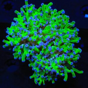 Frog Yamamensis Solomon