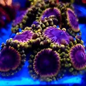 Palythoa Vivid Hollywood