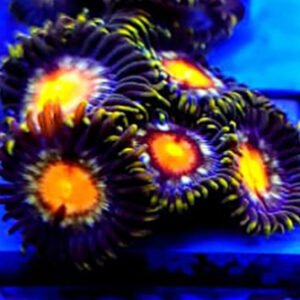 Zoanthus Star Cutter