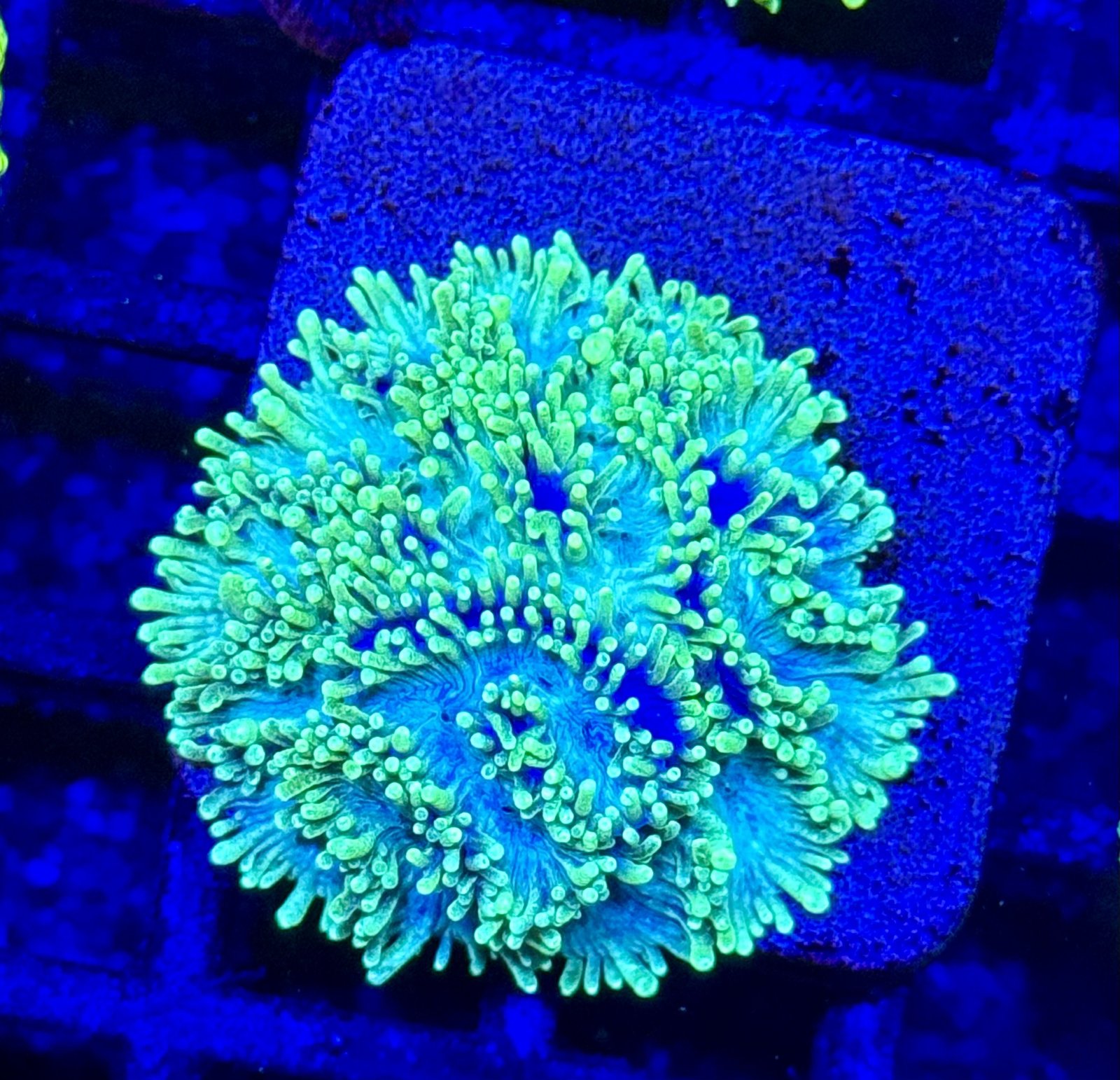 Favia Blueberry