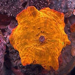 Mushroon Orange