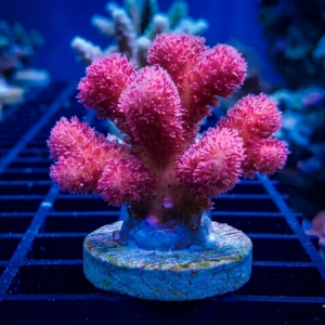 Stylophora Hot Pink
