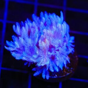Xenia Blue