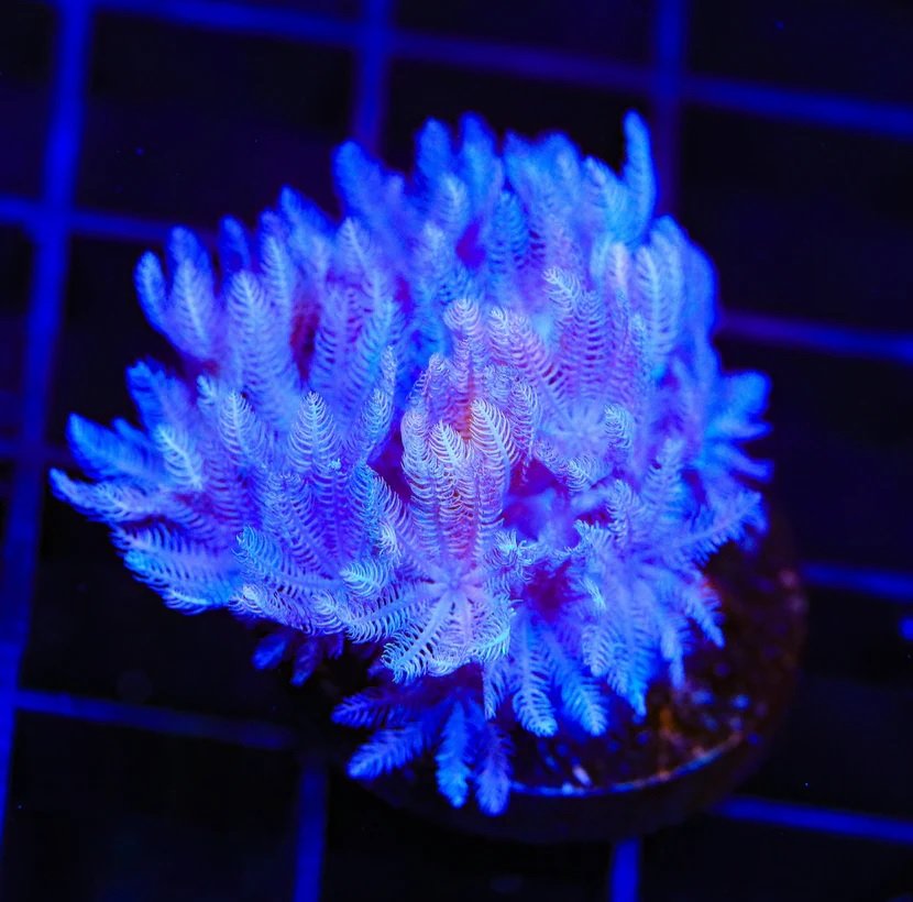 Xenia Blue
