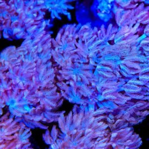 XENIA
