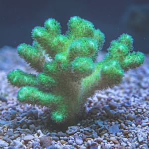 Pocylophora Green