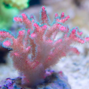 Pocylophora Pink