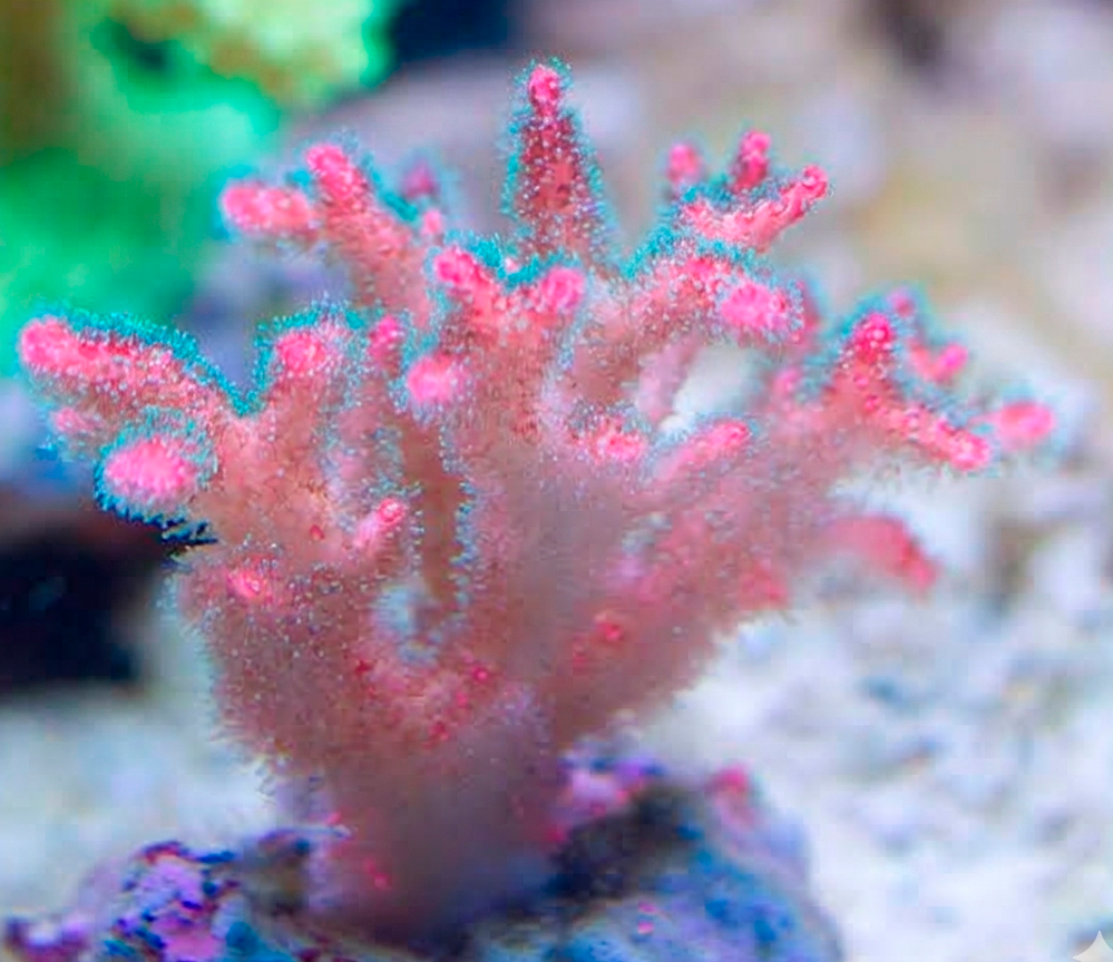 Pocylophora Pink
