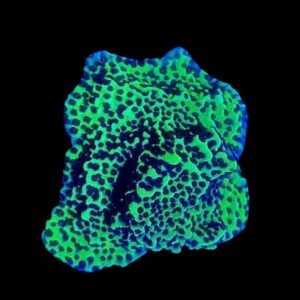 Montipora Spongodes Neon