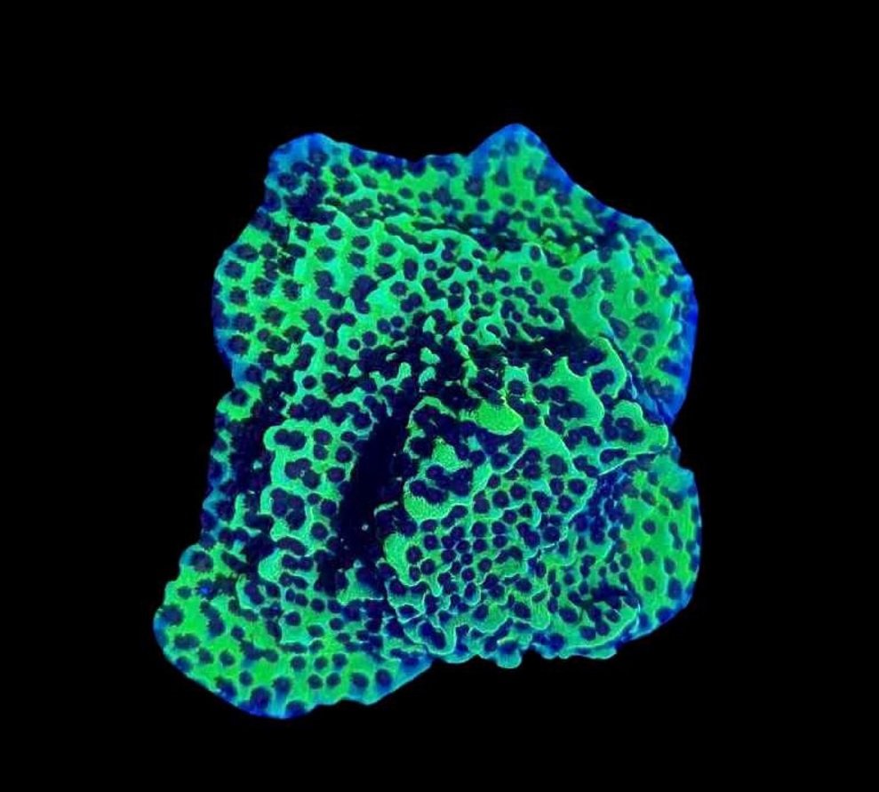 Montipora Spongodes Neon