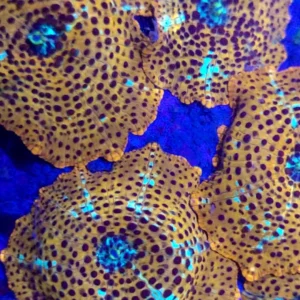 Mushroon Leopard