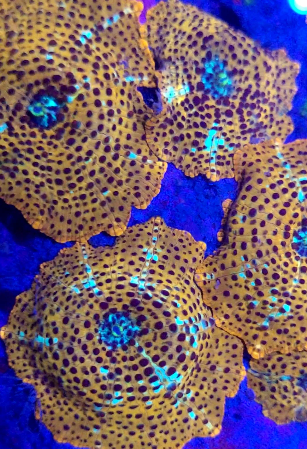 Mushroon Leopard